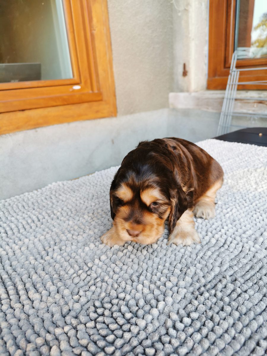 Chiot 1, 23 août 2026