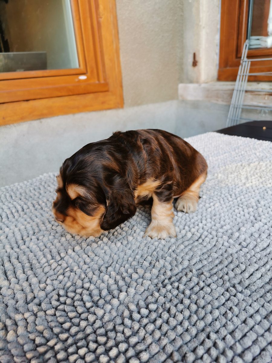 Chiot 1, 23 août 2026