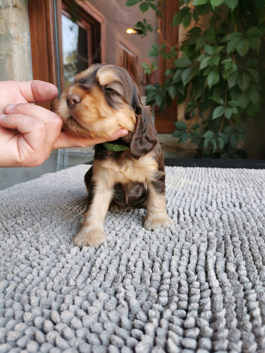 Chiot 1, 23 août 2026
