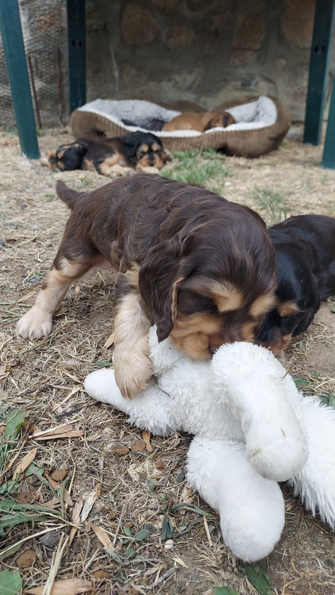 Puppy 1, 30 August 2026