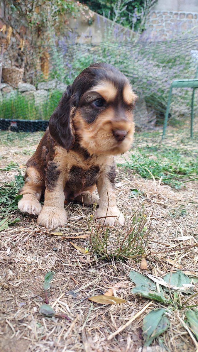Puppy 1, 30 August 2026