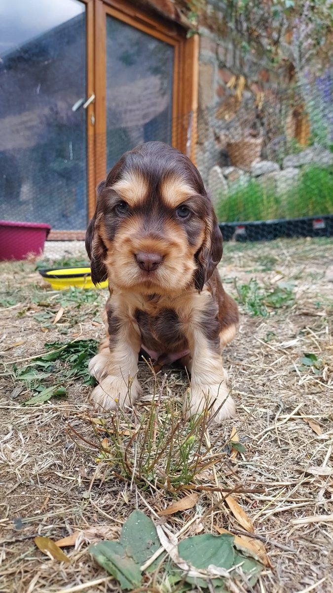 Puppy 1, 30 August 2026
