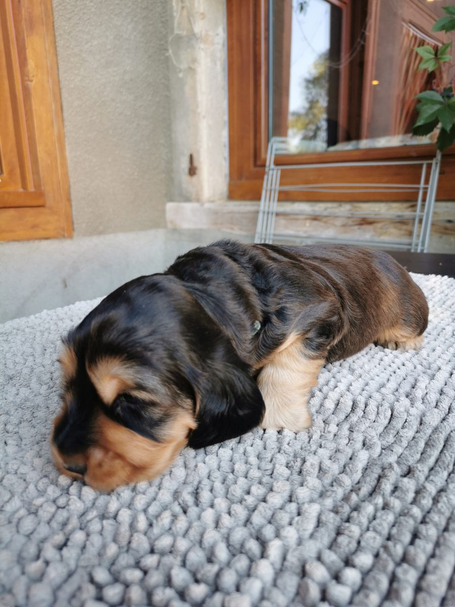 Chiot 2, 23 août 2026