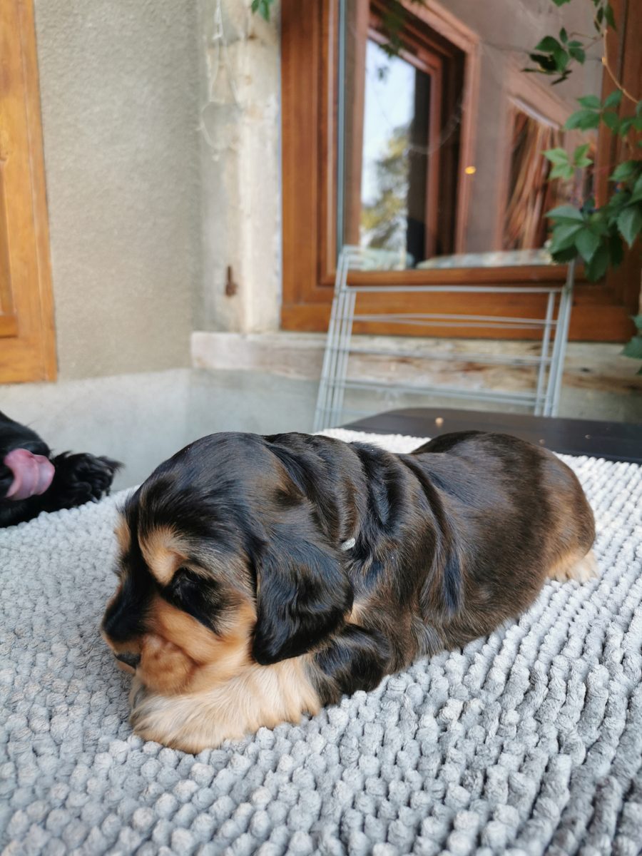 Chiot 2, 23 août 2026