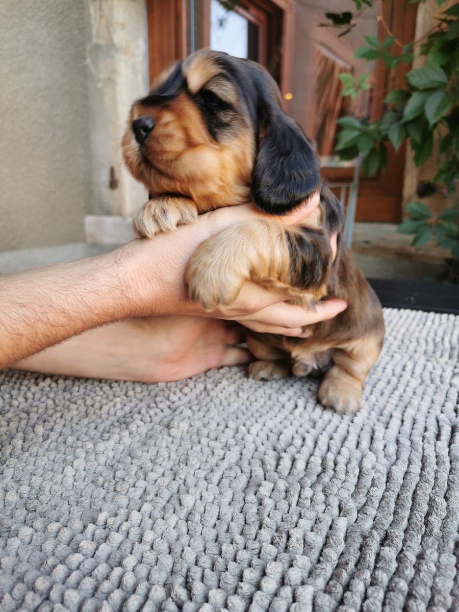 Chiot 2, 23 août 2026