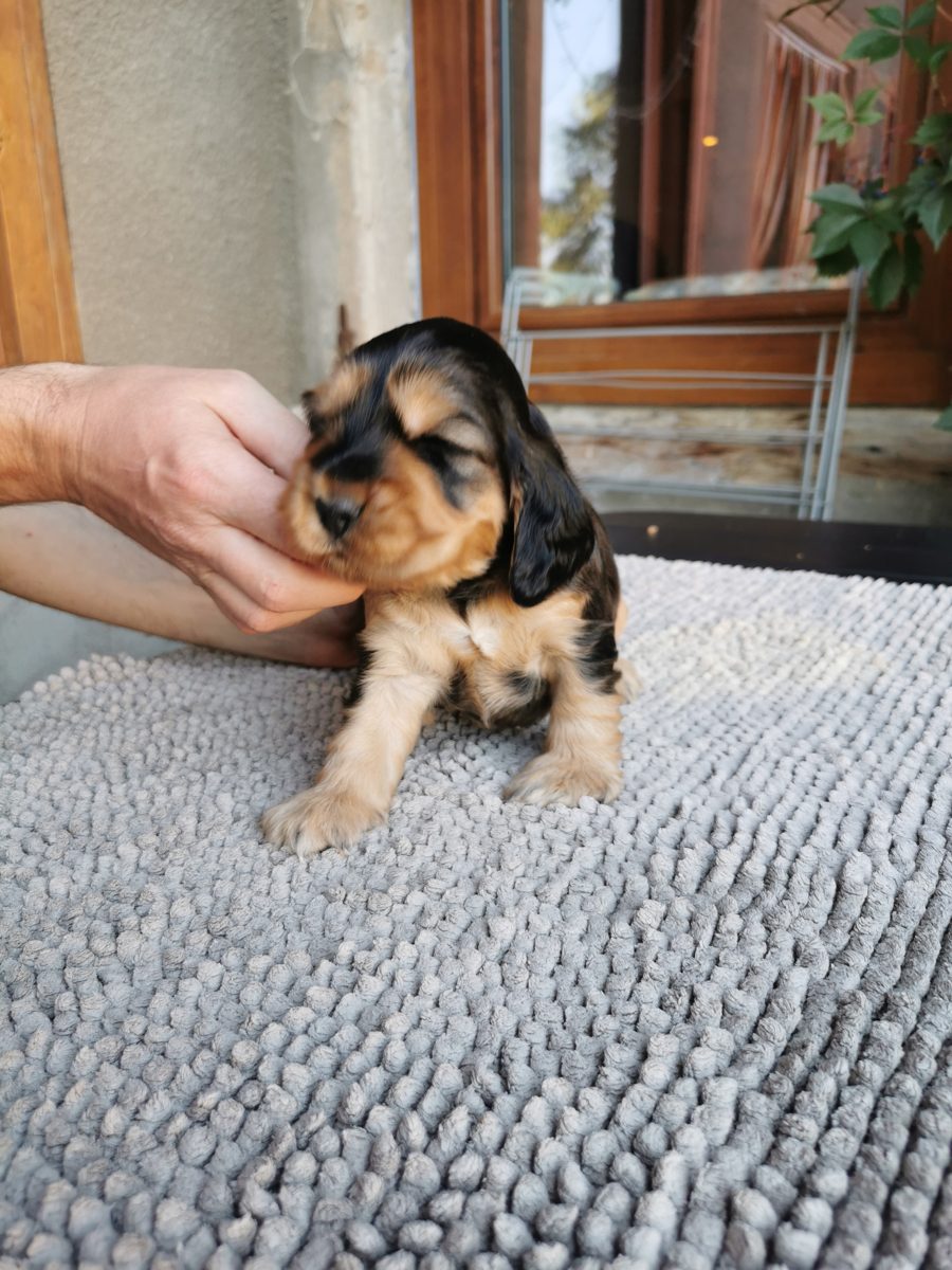 Chiot 2, 23 août 2026