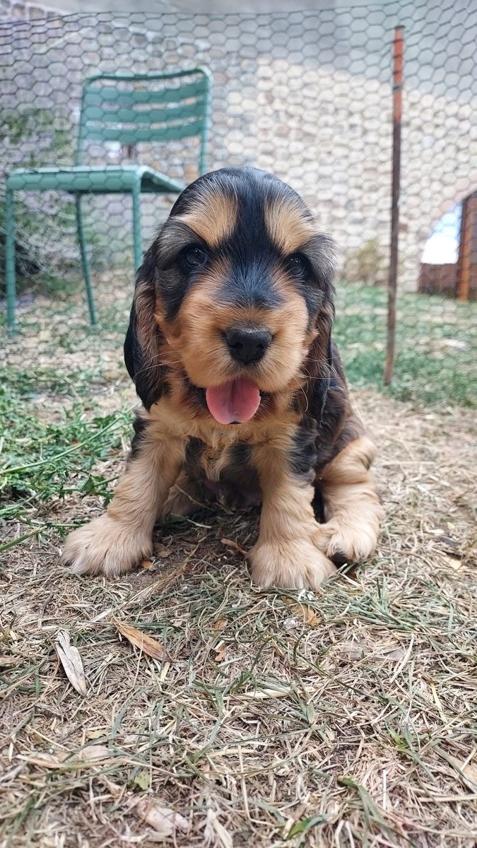 Puppy 2, 30 August 2026