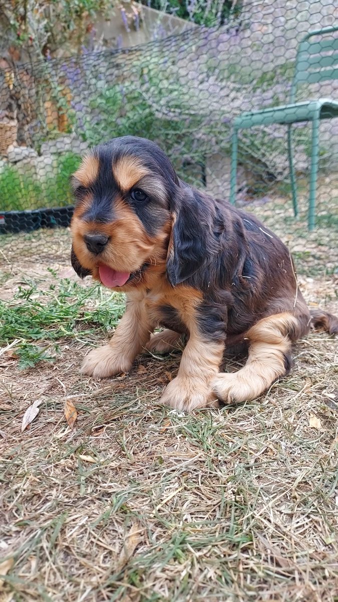 Puppy 2, 30 August 2026