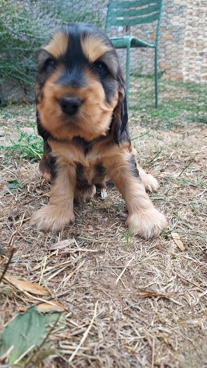 Puppy 2, 30 August 2026