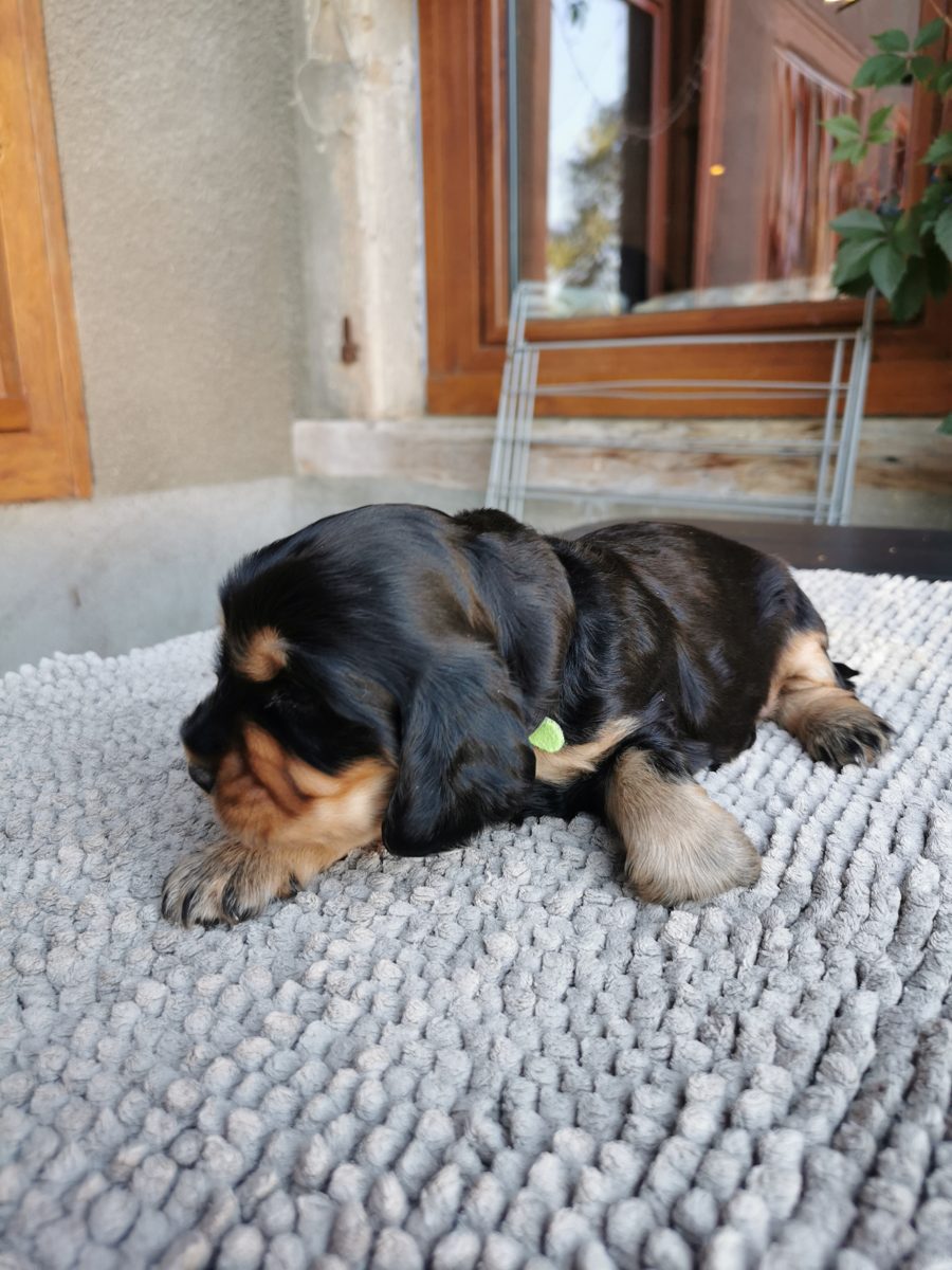 Chiot 3, 23 août 2026