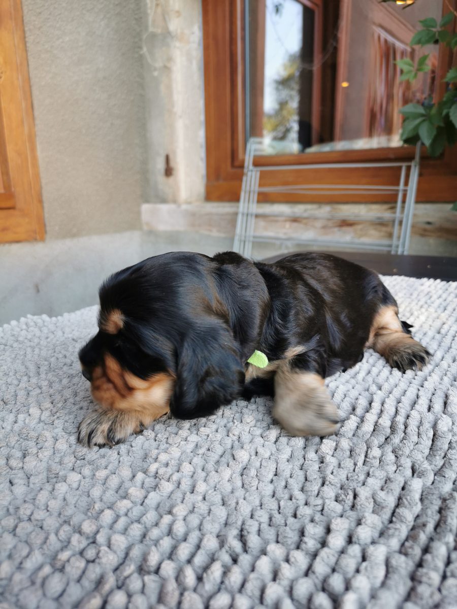 Chiot 3, 23 août 2026
