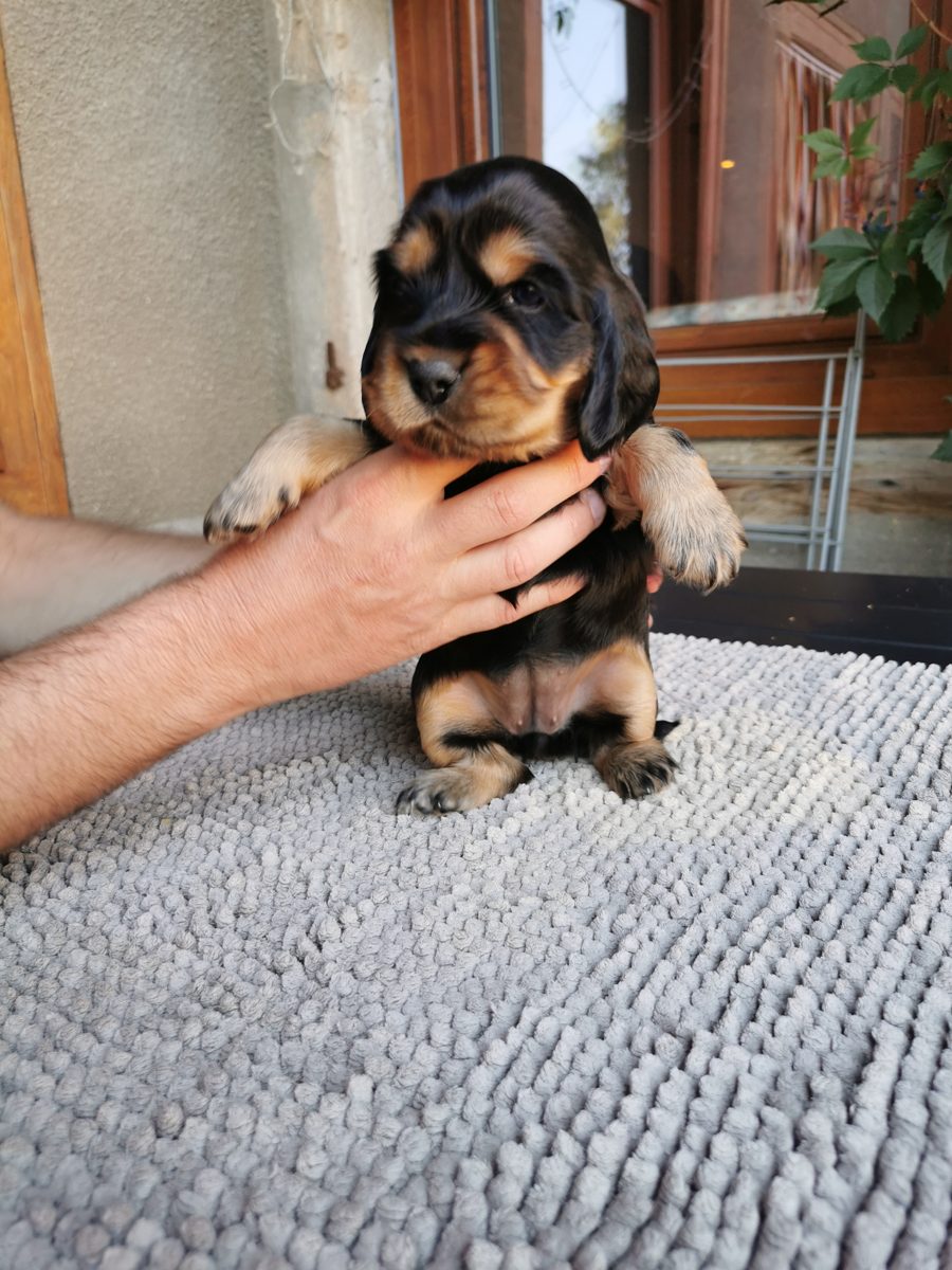 Chiot 3, 23 août 2026