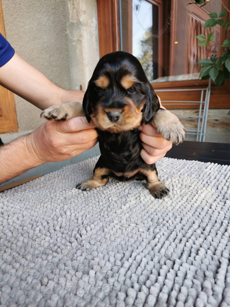 Chiot 3, 23 août 2026