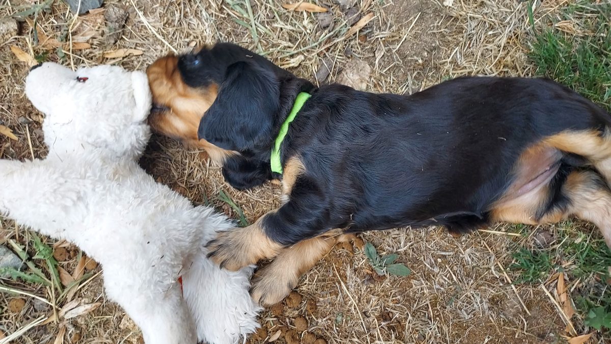 Puppy 3, 30 August 2026