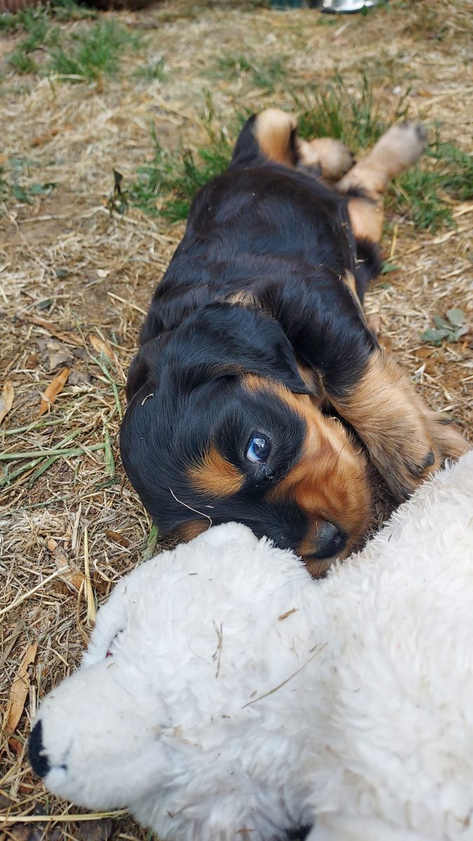 Puppy 3, 30 August 2026