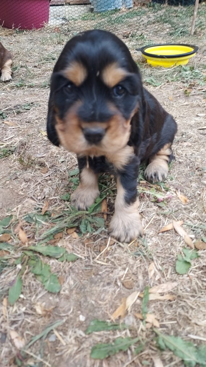 Puppy 3, 30 August 2026