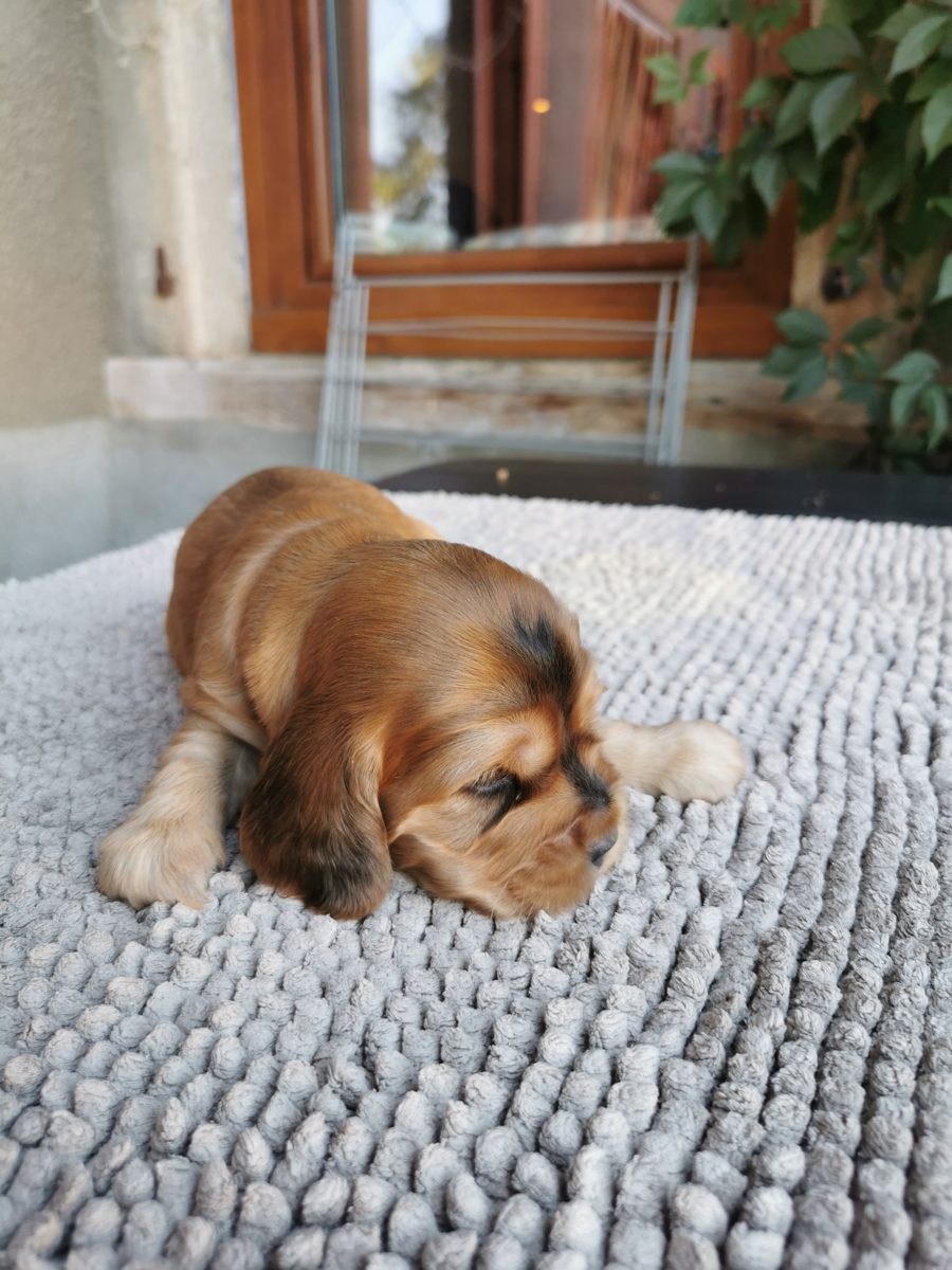 Chiot 4, 23 août 2026