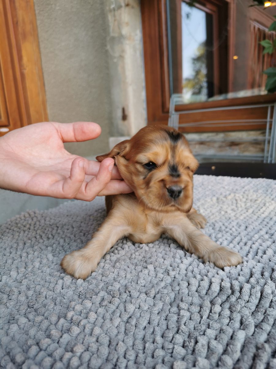 Chiot 4, 23 août 2026