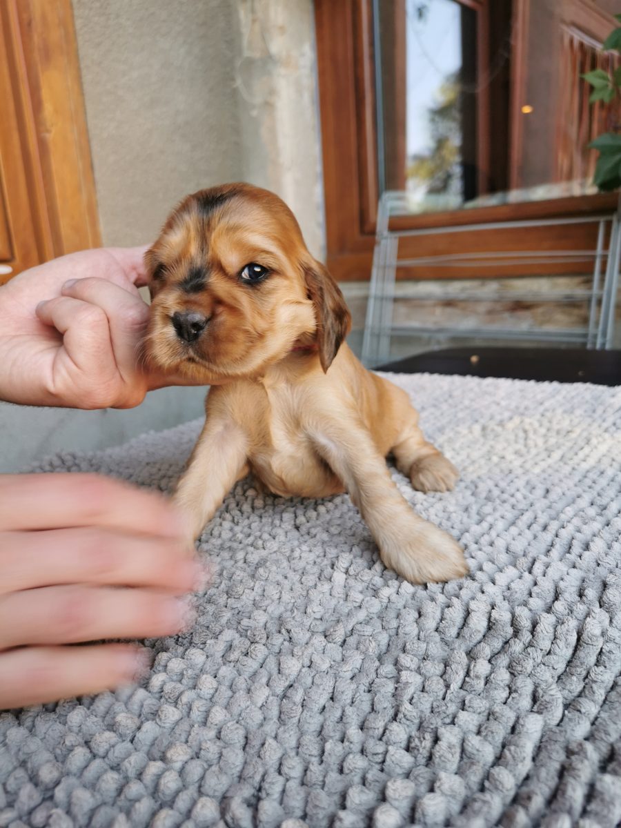 Chiot 4, 23 août 2026