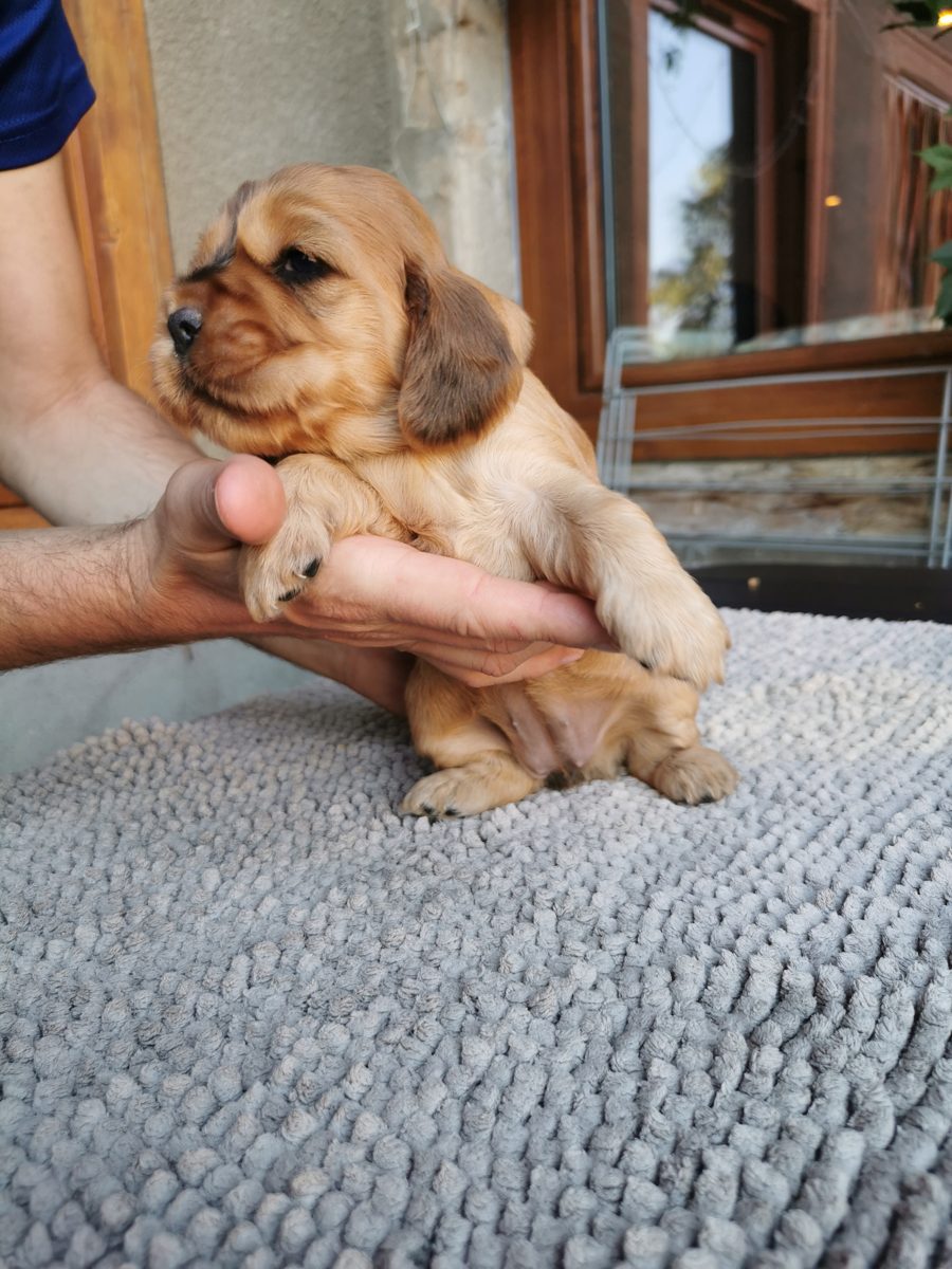 Chiot 4, 23 août 2026