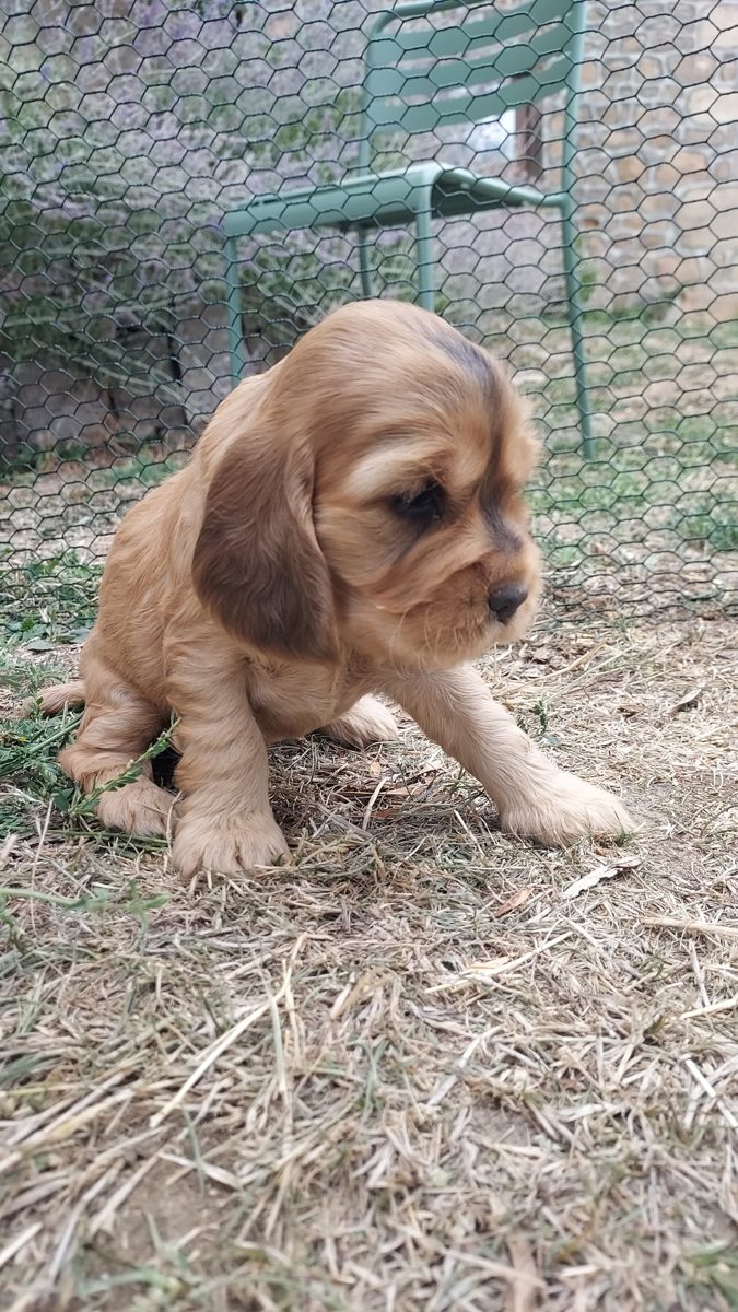 Puppy 4, 30 August 2026