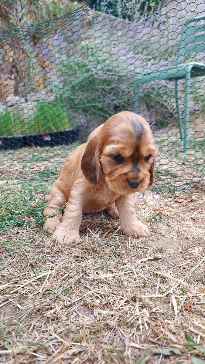 Puppy 4, 30 August 2026