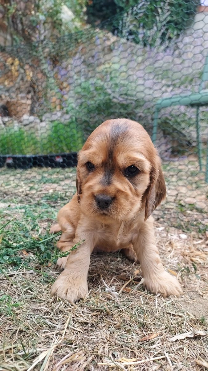 Puppy 4, 30 August 2026