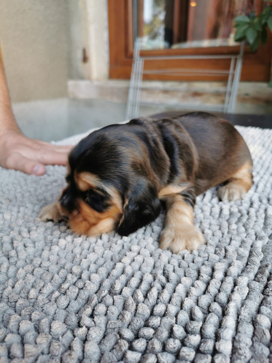 Chiot 5, 23 août 2026
