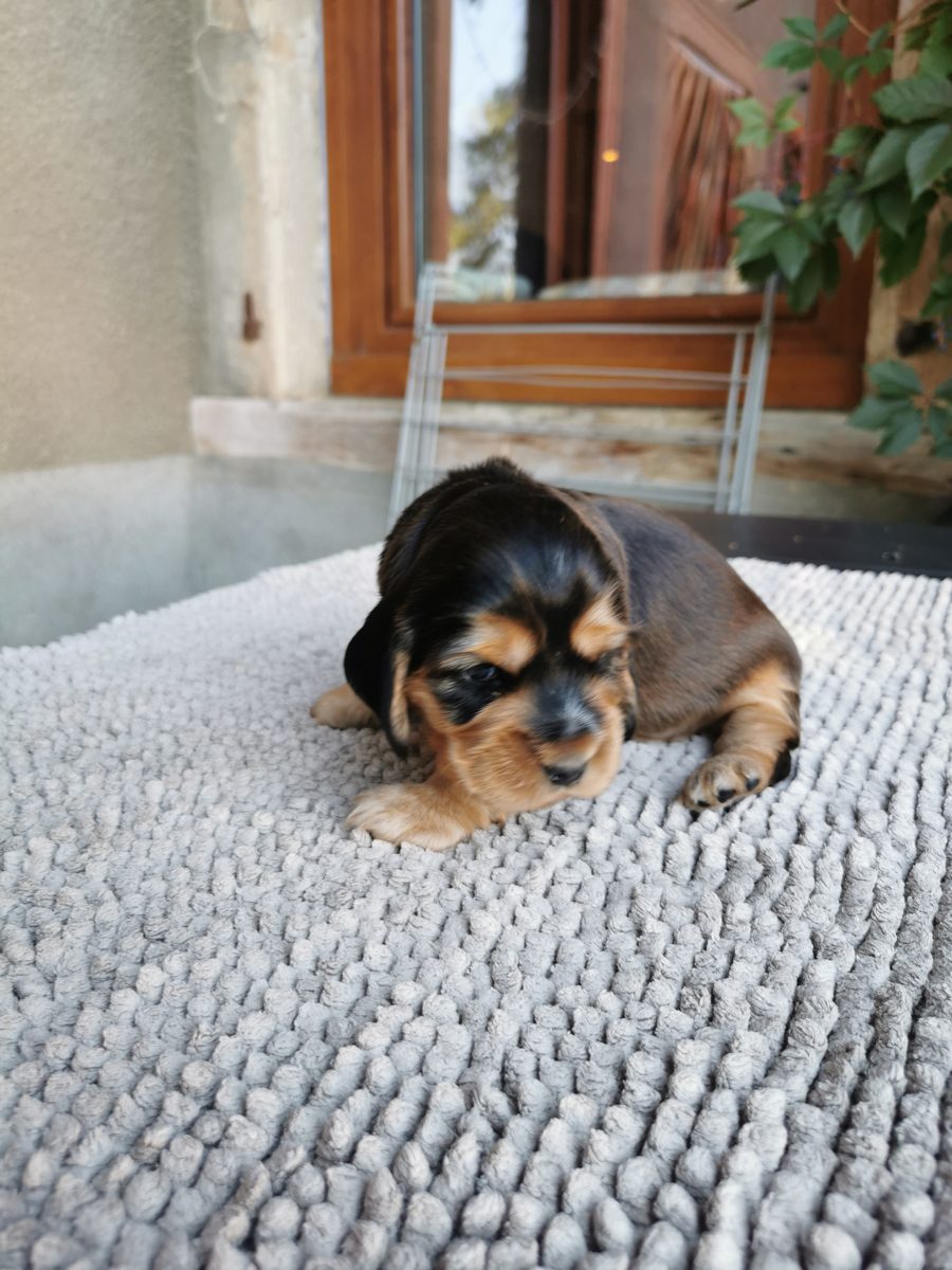 Chiot 5, 23 août 2026