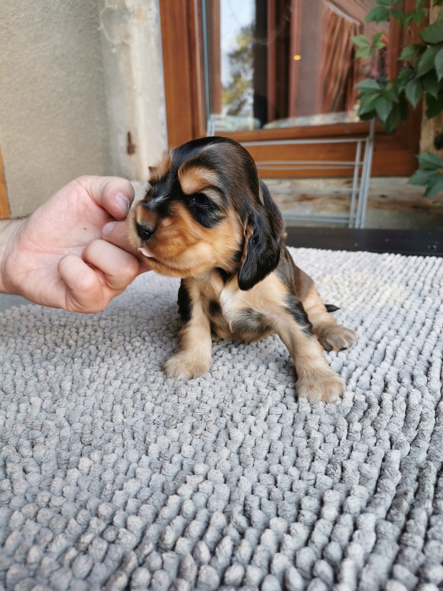 Chiot 5, 23 août 2026