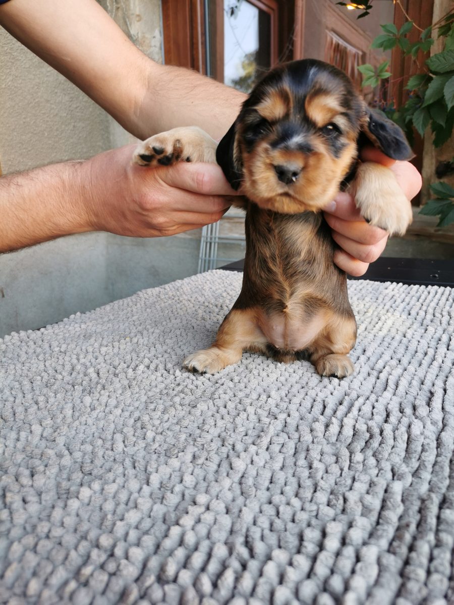Chiot 5, 23 août 2026
