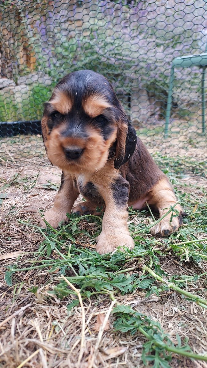 Puppy 5, 30 August 2026