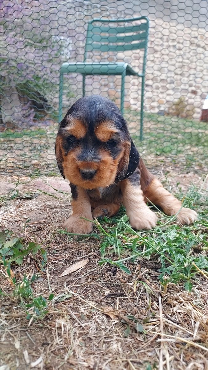 Puppy 5, 30 August 2026