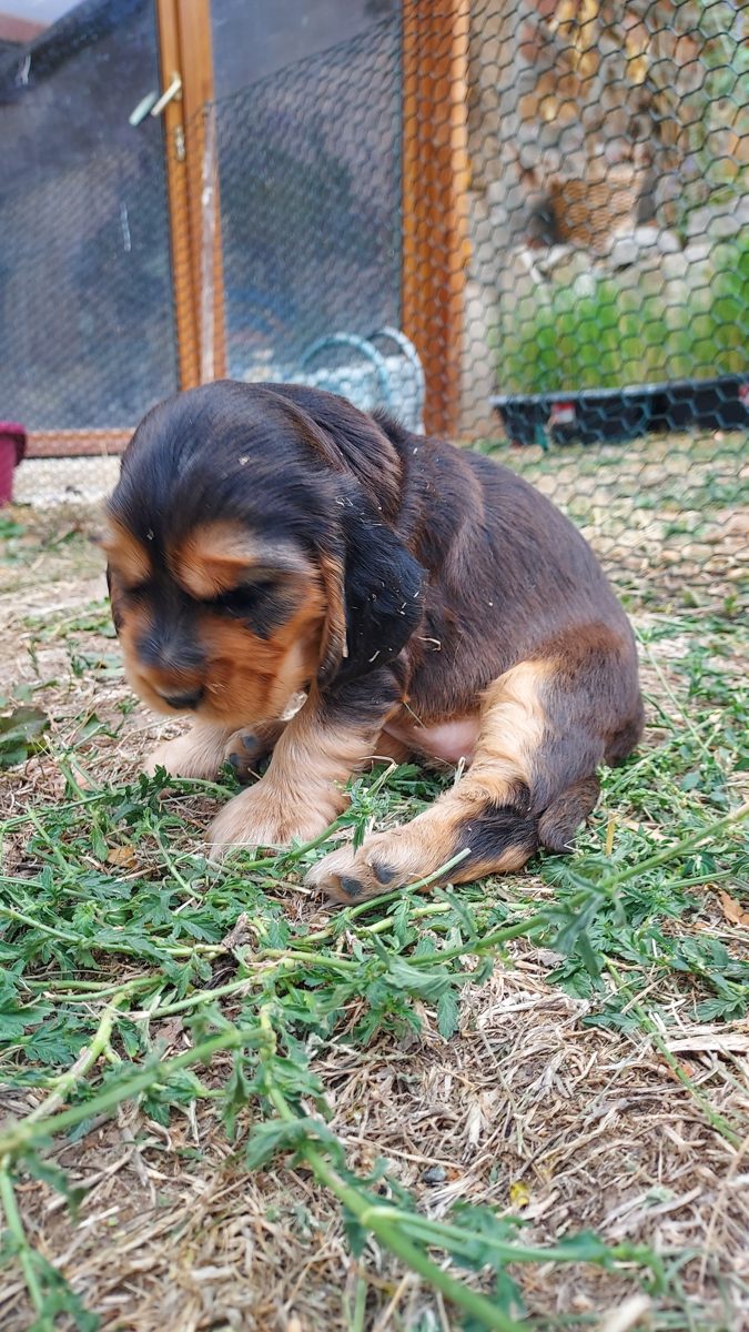 Puppy 5, 30 August 2026