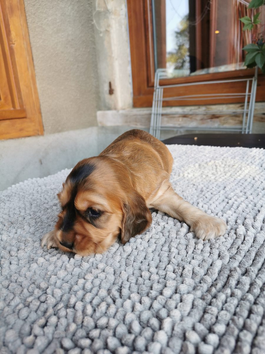 Chiot 6, 23 août 2026