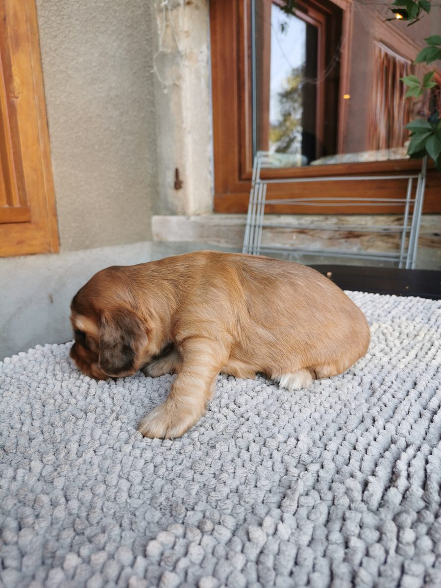 Chiot 6, 23 août 2026