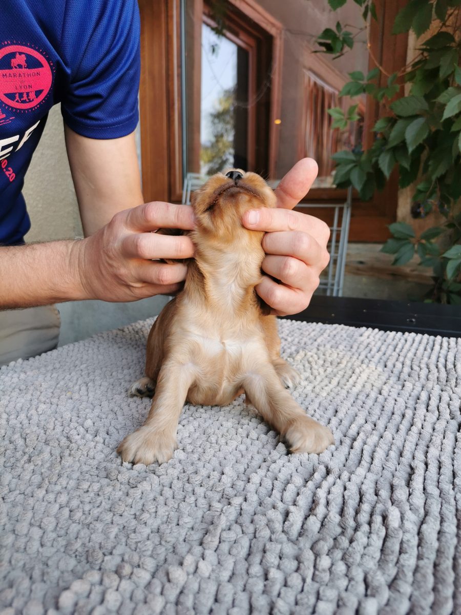 Chiot 6, 23 août 2026