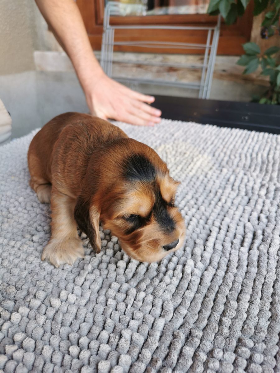 Chiot 6, 23 août 2026