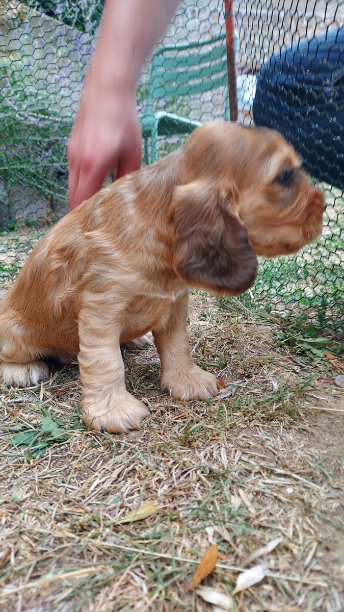 Puppy 6, 30 August 2026