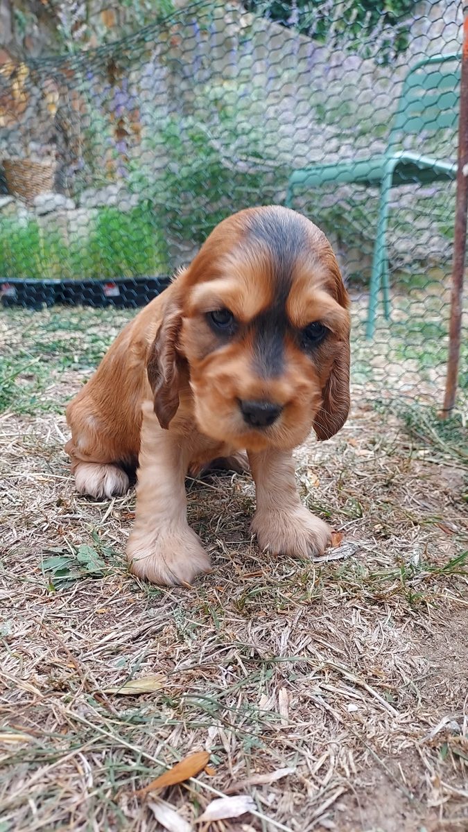 Puppy 6, 30 August 2026