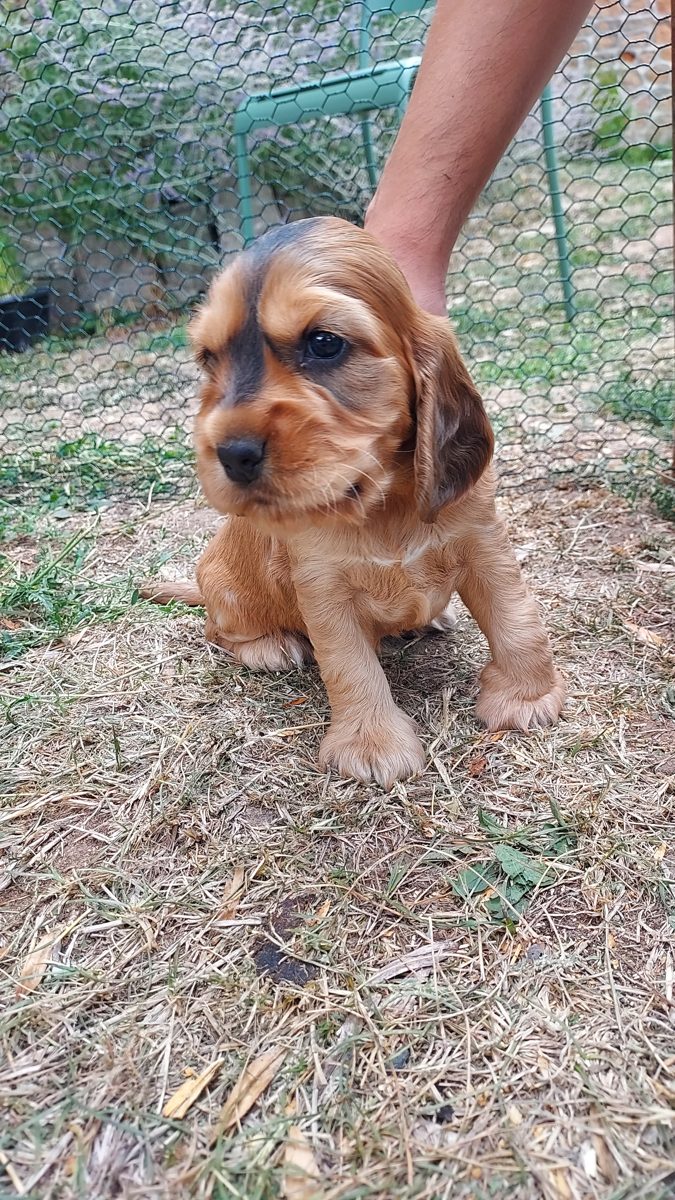 Puppy 6, 30 August 2026