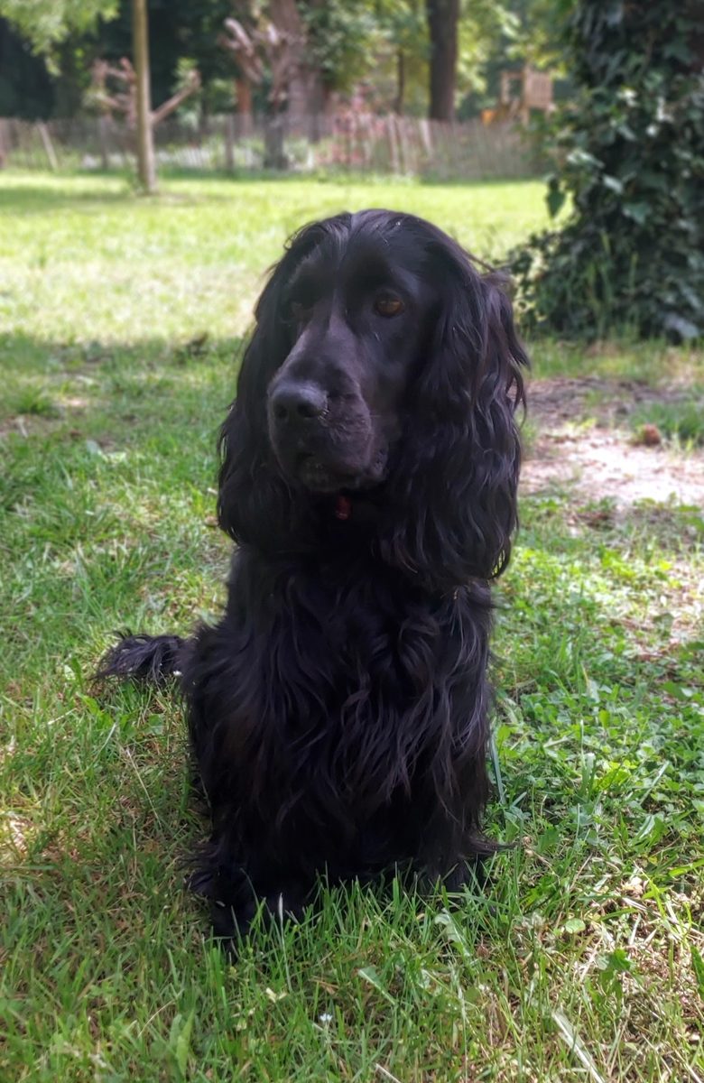 Tolkia, la mère, cocker spaniel anglais noir, assise dans l'herbe