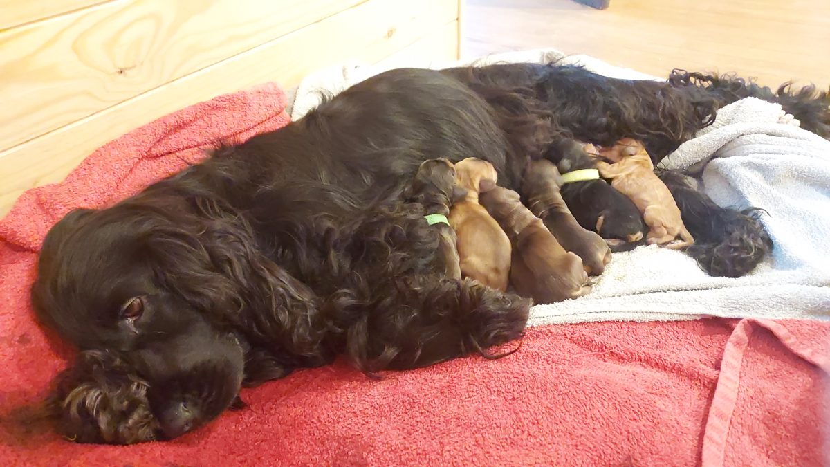 Tolkia allongée avec les chiots nouveau-nés