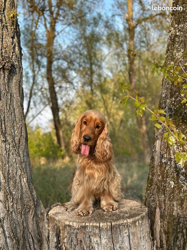 Vroom, le père, cocker spaniel anglais fauve, assis sur une souche