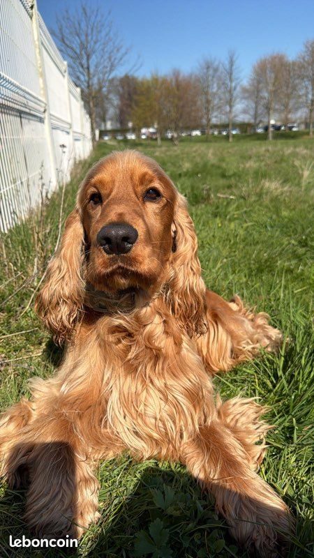 Vroom, le père, cocker spaniel anglais fauve, allongé dans l'herbe