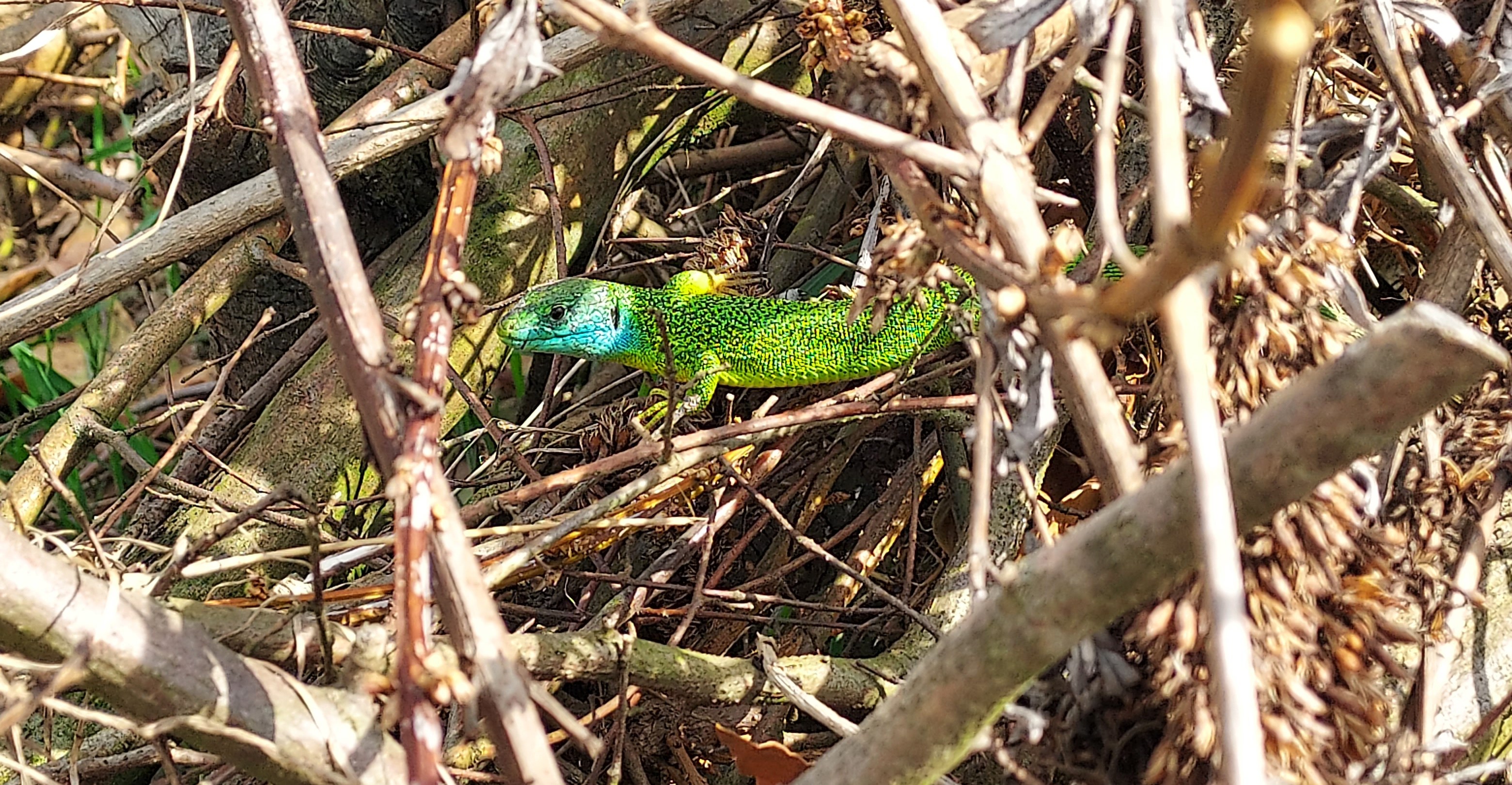 Lézard vert observé dans une haie sèche à l'Oasis de Chamousset