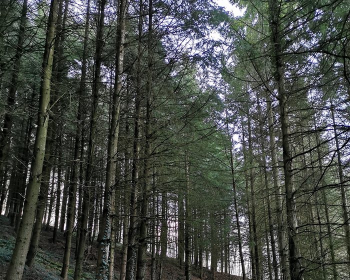 Sentier dans les Monts du Lyonnais